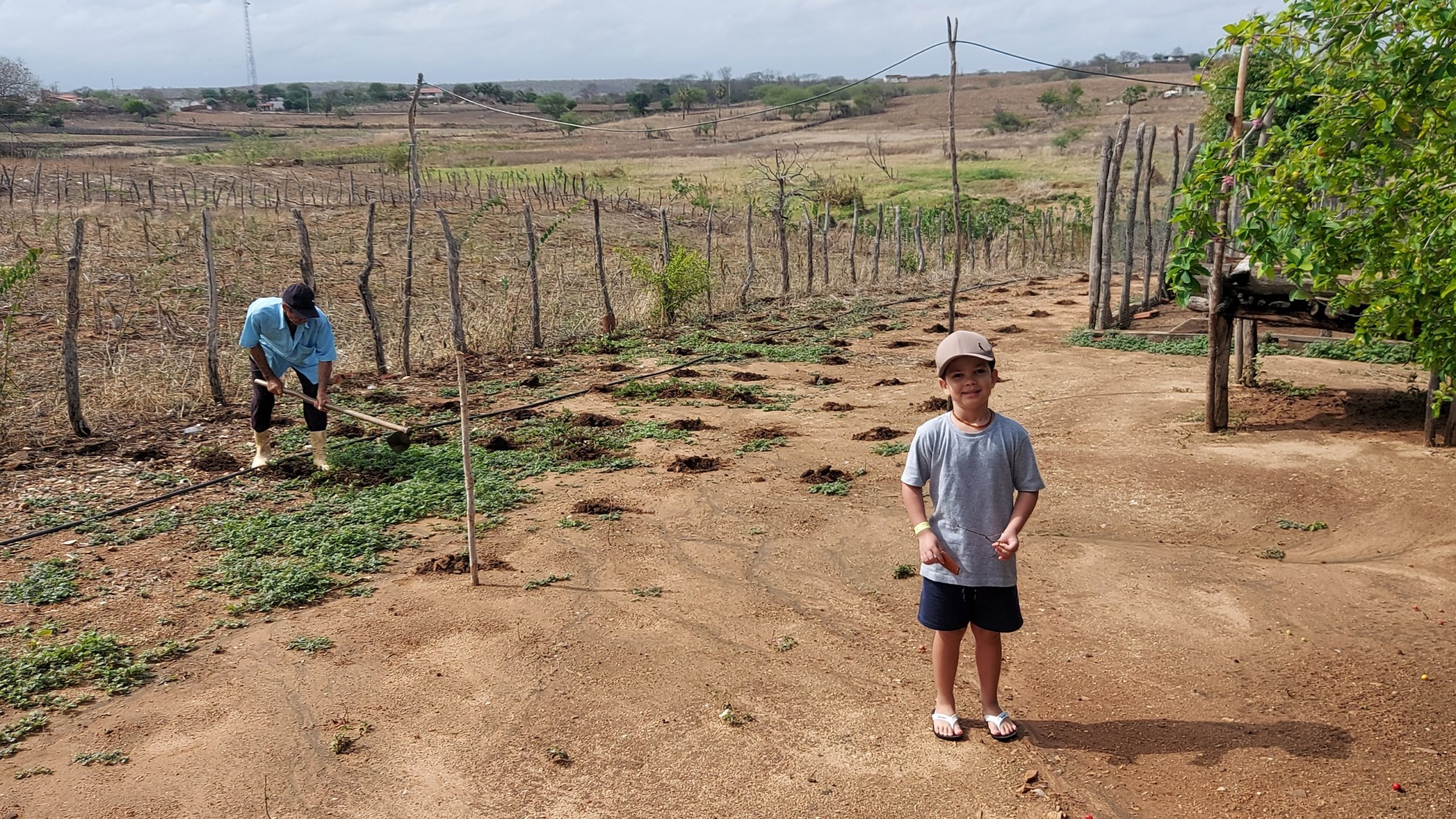 Dia de plantar feijão